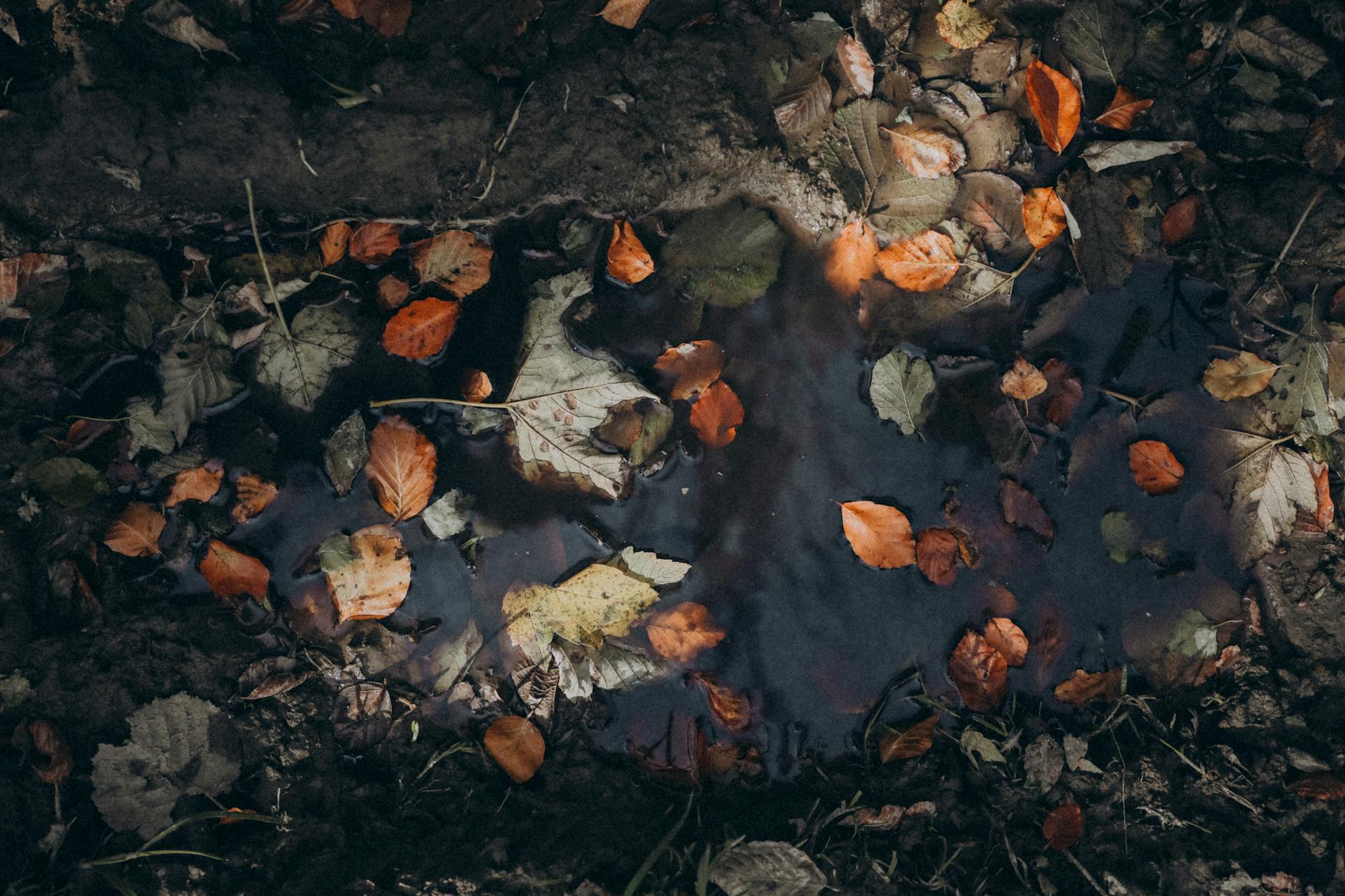 Fall leaves fallen into mud and a puddle of water on the forest floor.